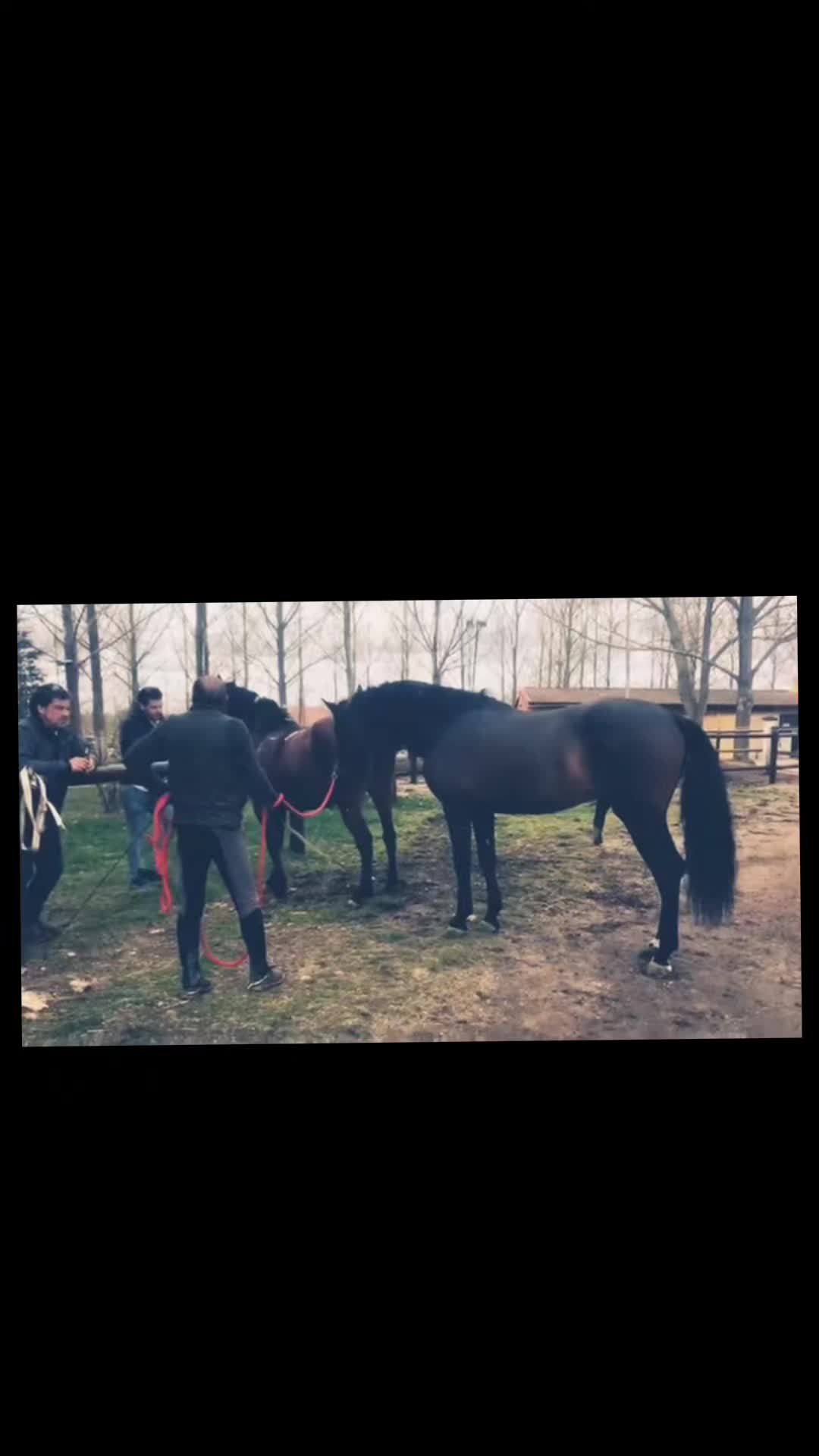@viralvideo