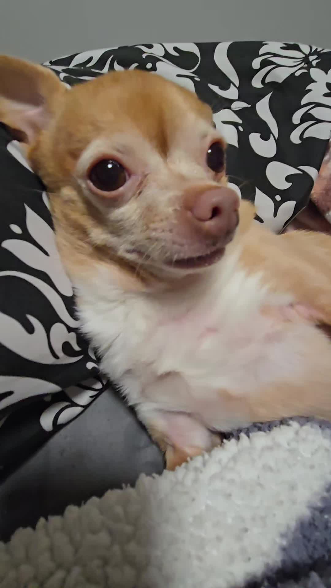 @Red