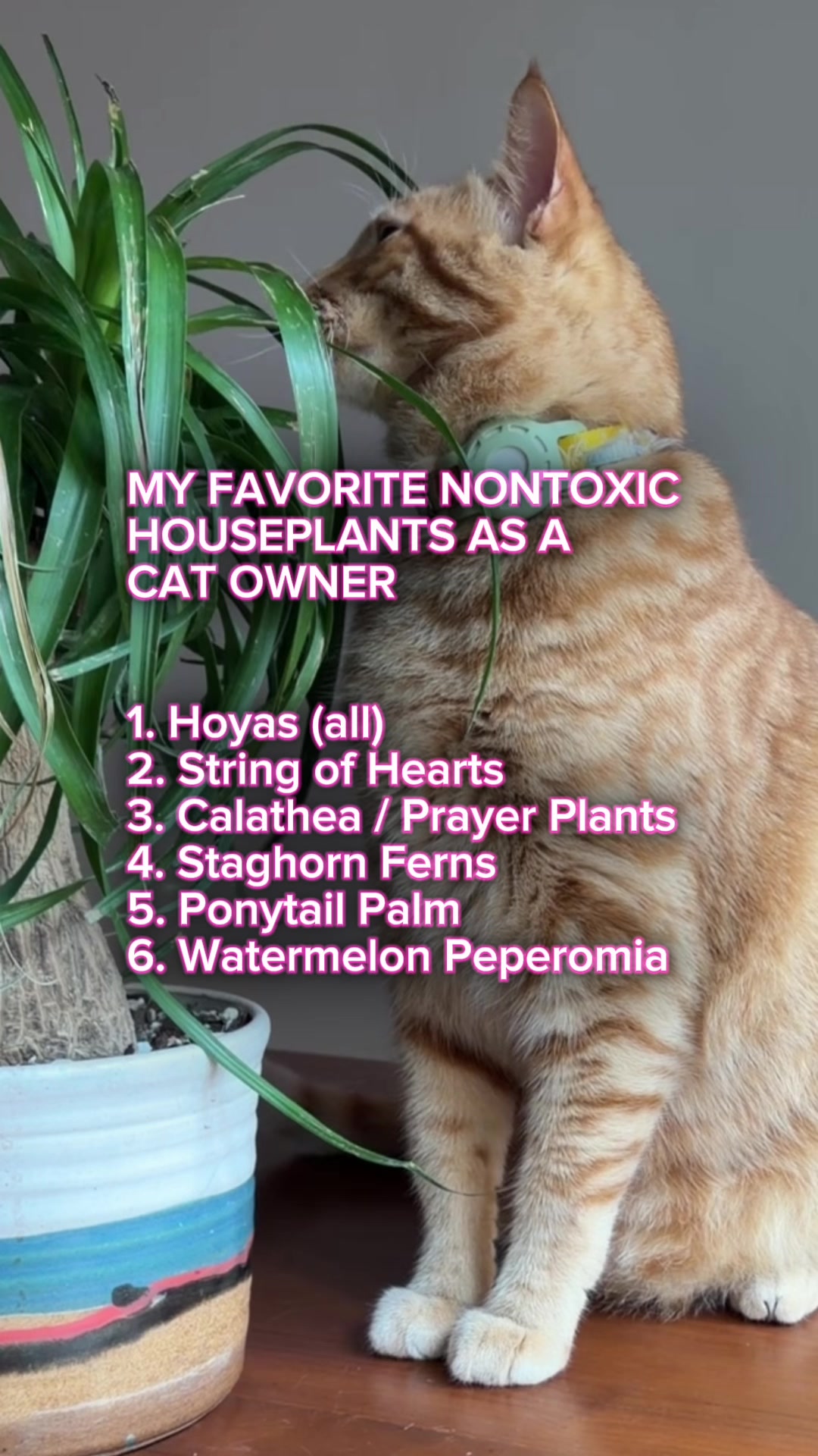 @alltheplantbabies