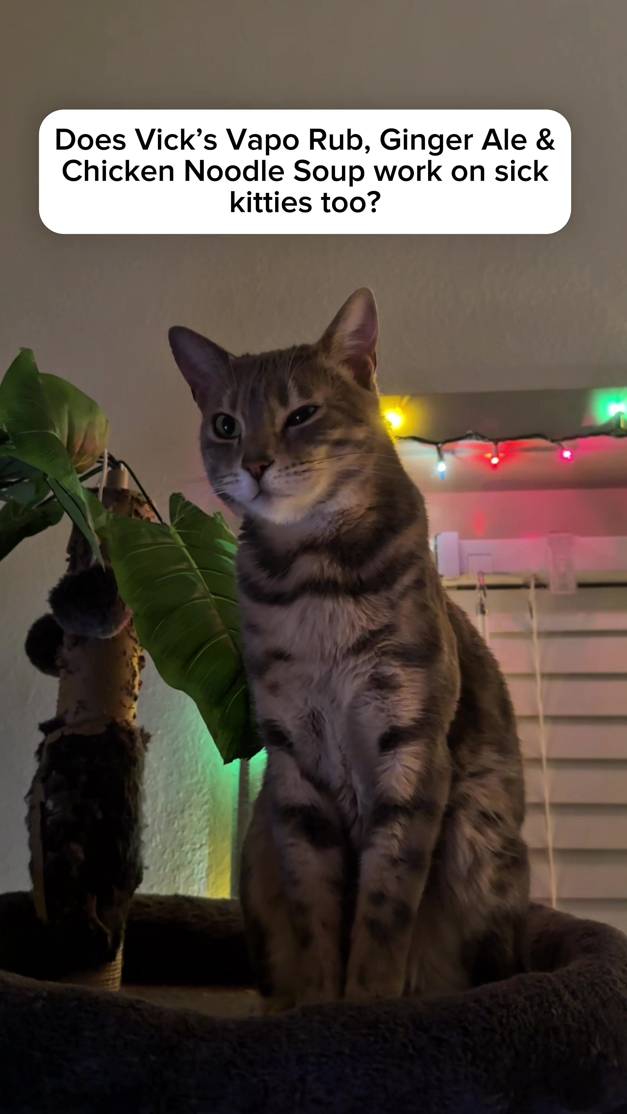 @Mochi the Bengal