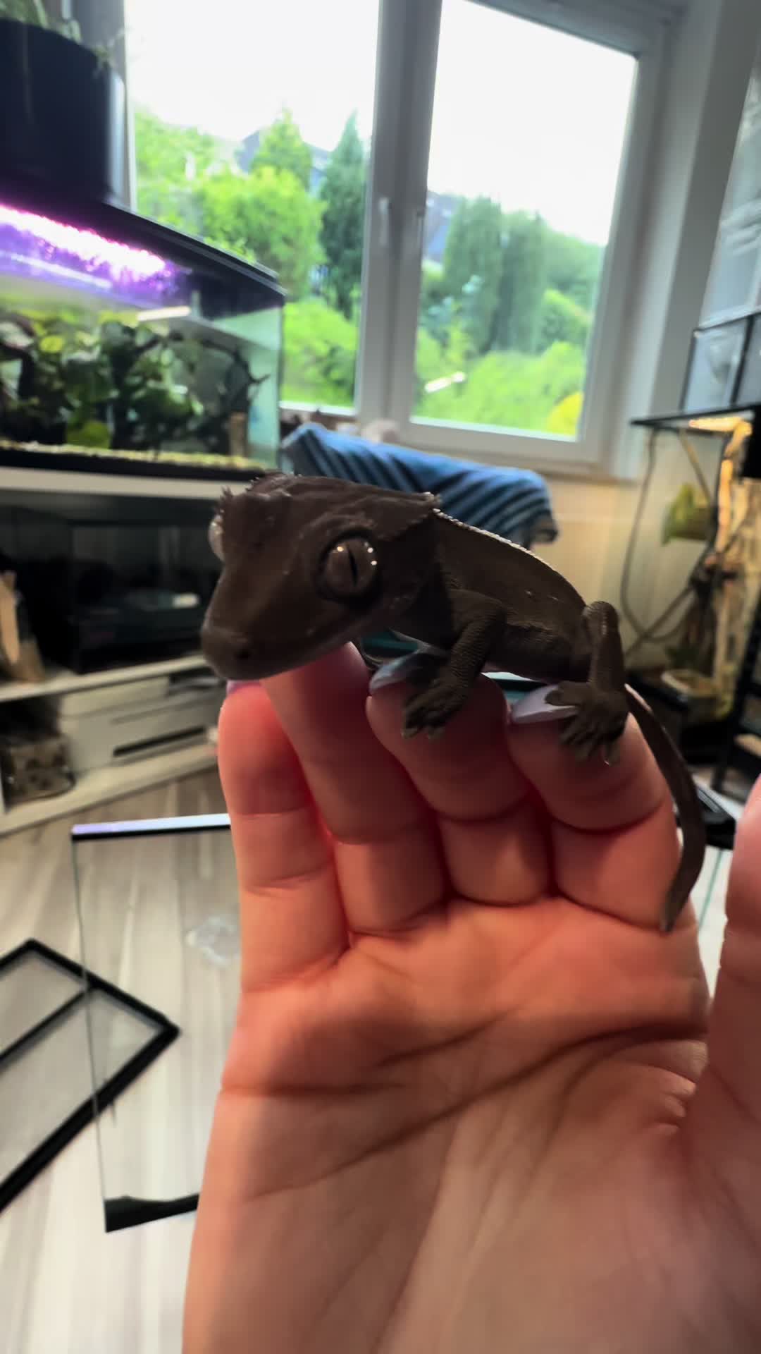 @pawsandcreepycrawlers