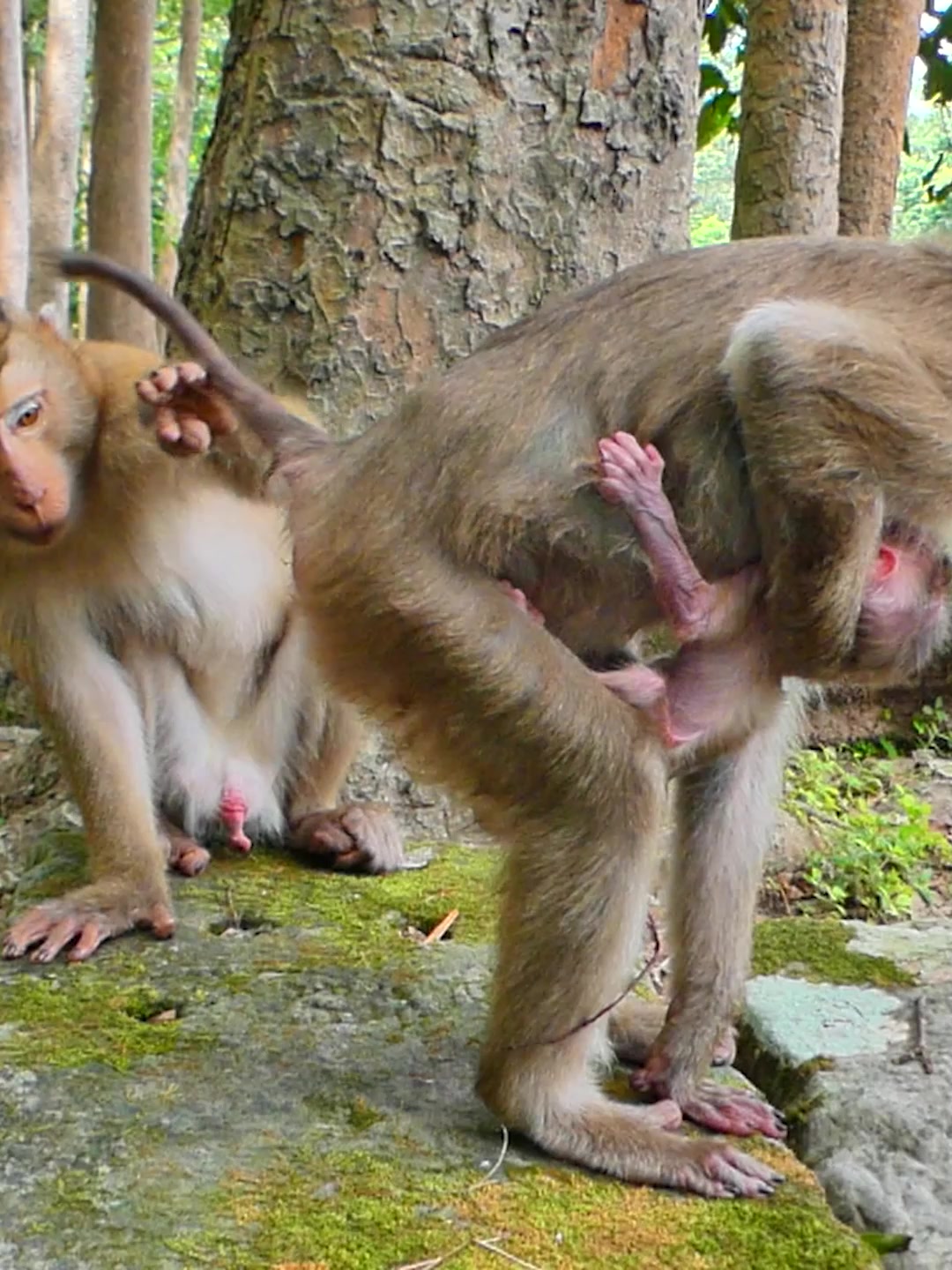 @Monkey Discovery