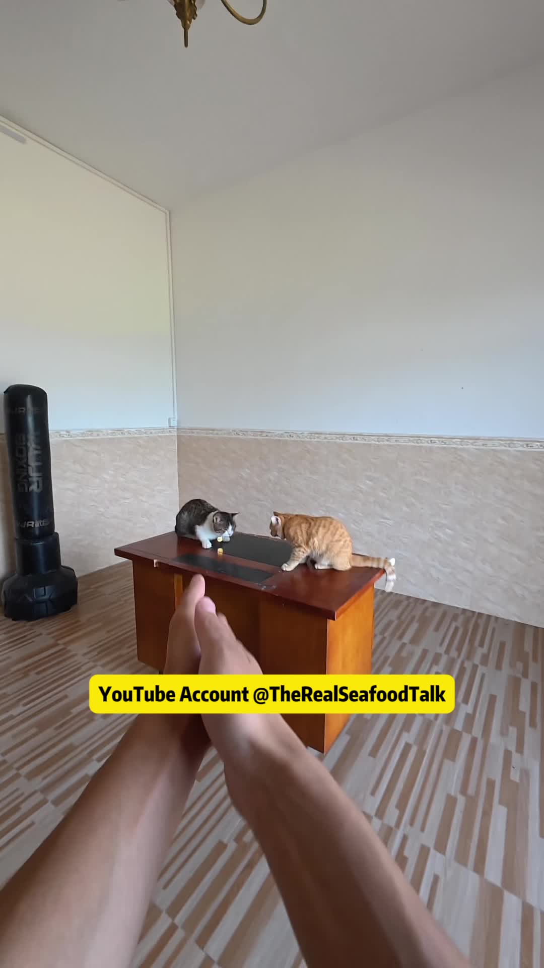@Stray Cat Talkz