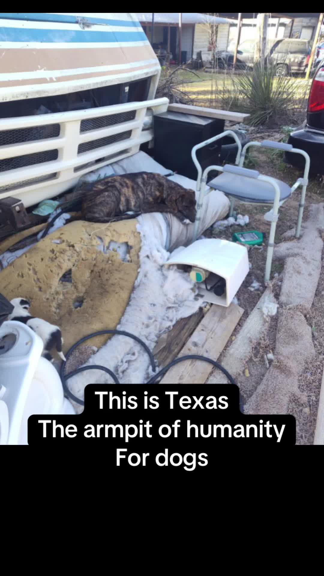 @Jessica ForgottenDogLeague