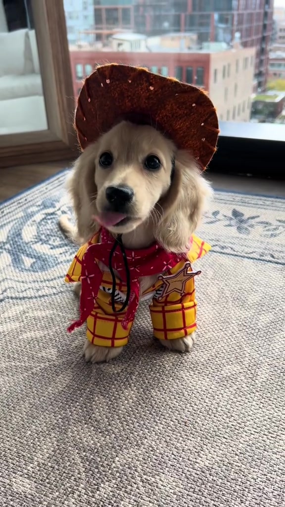 @Cute dachshund core