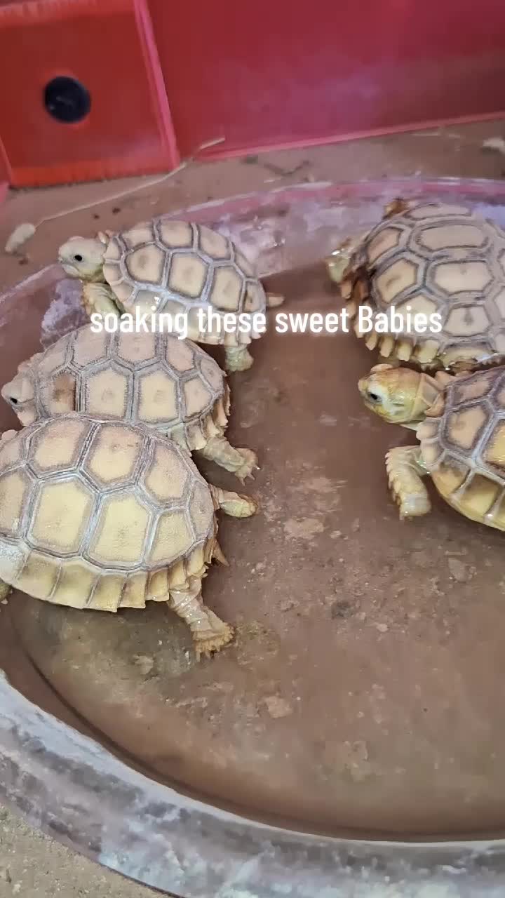 @DesertQueen🌵🐓