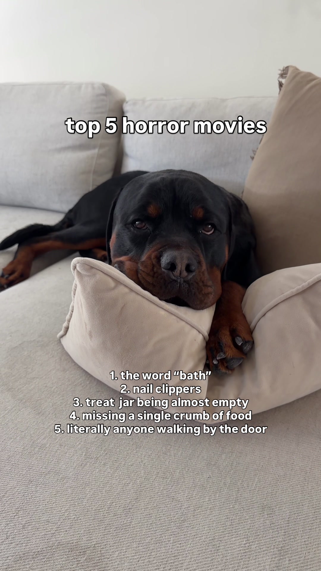 @Rex the Rottweiler