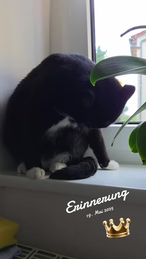 @👑😼Malia Die Königin😼👑
