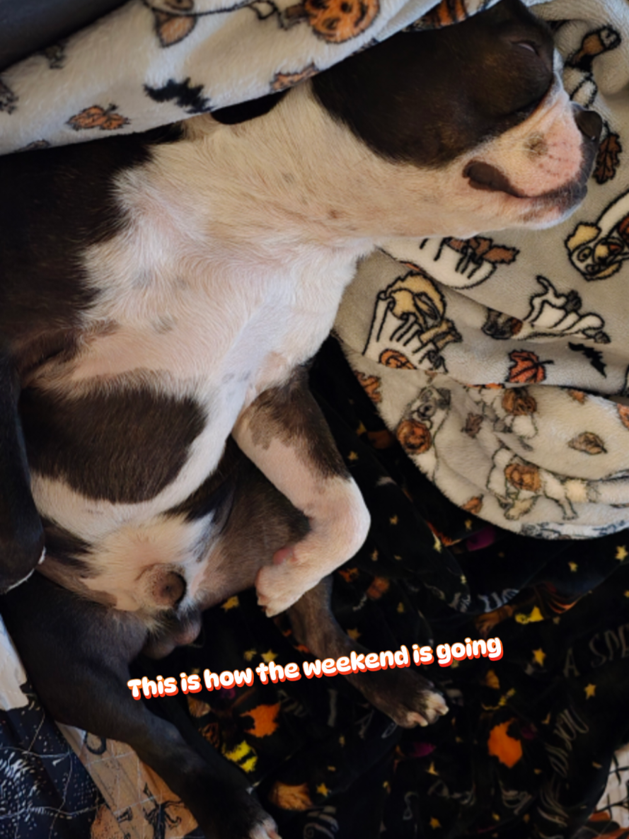 @Sir Leo the Terrier