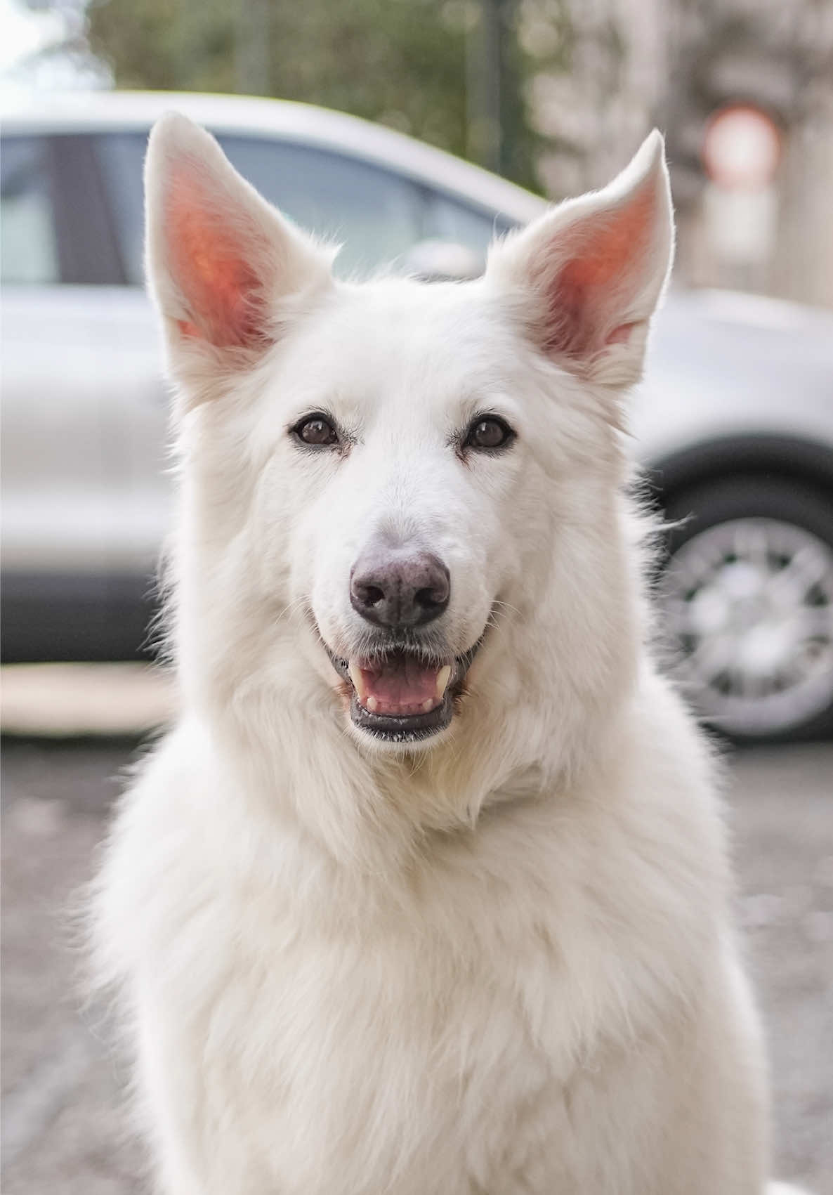 @Doggodaiily