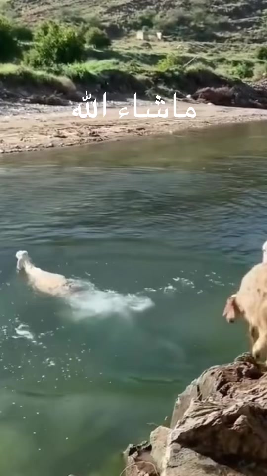 @تغطيات صقر_101