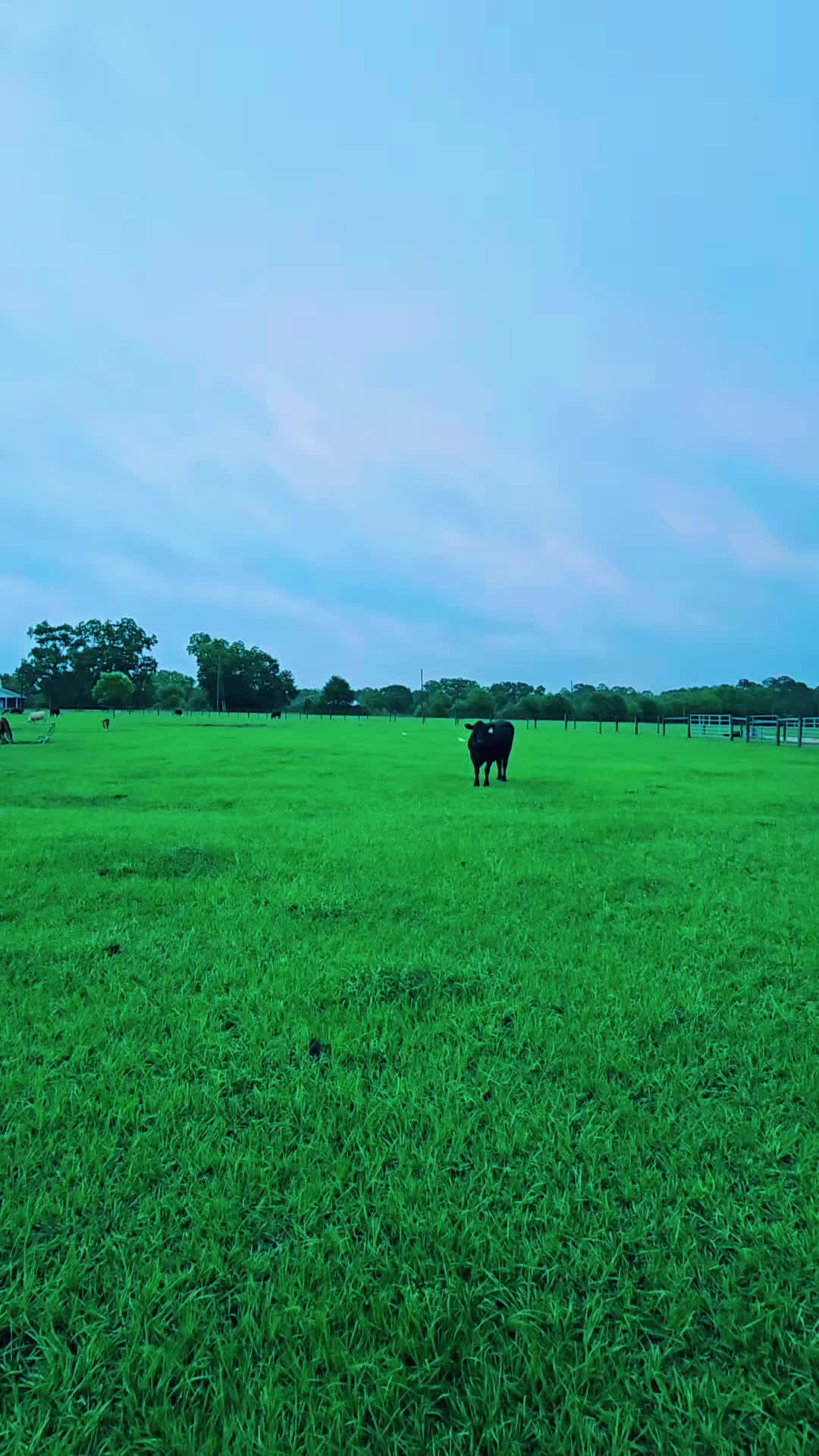 @M.I. CATTLE CO.