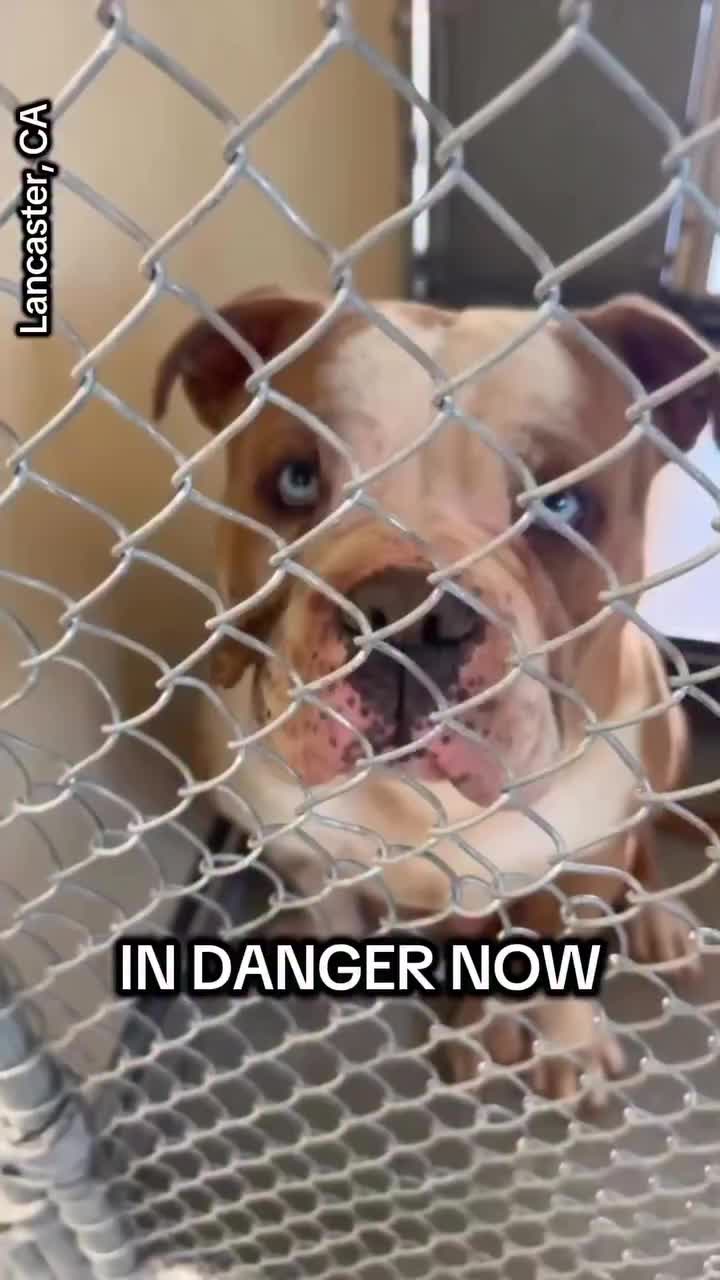 @Saving Mastiffs