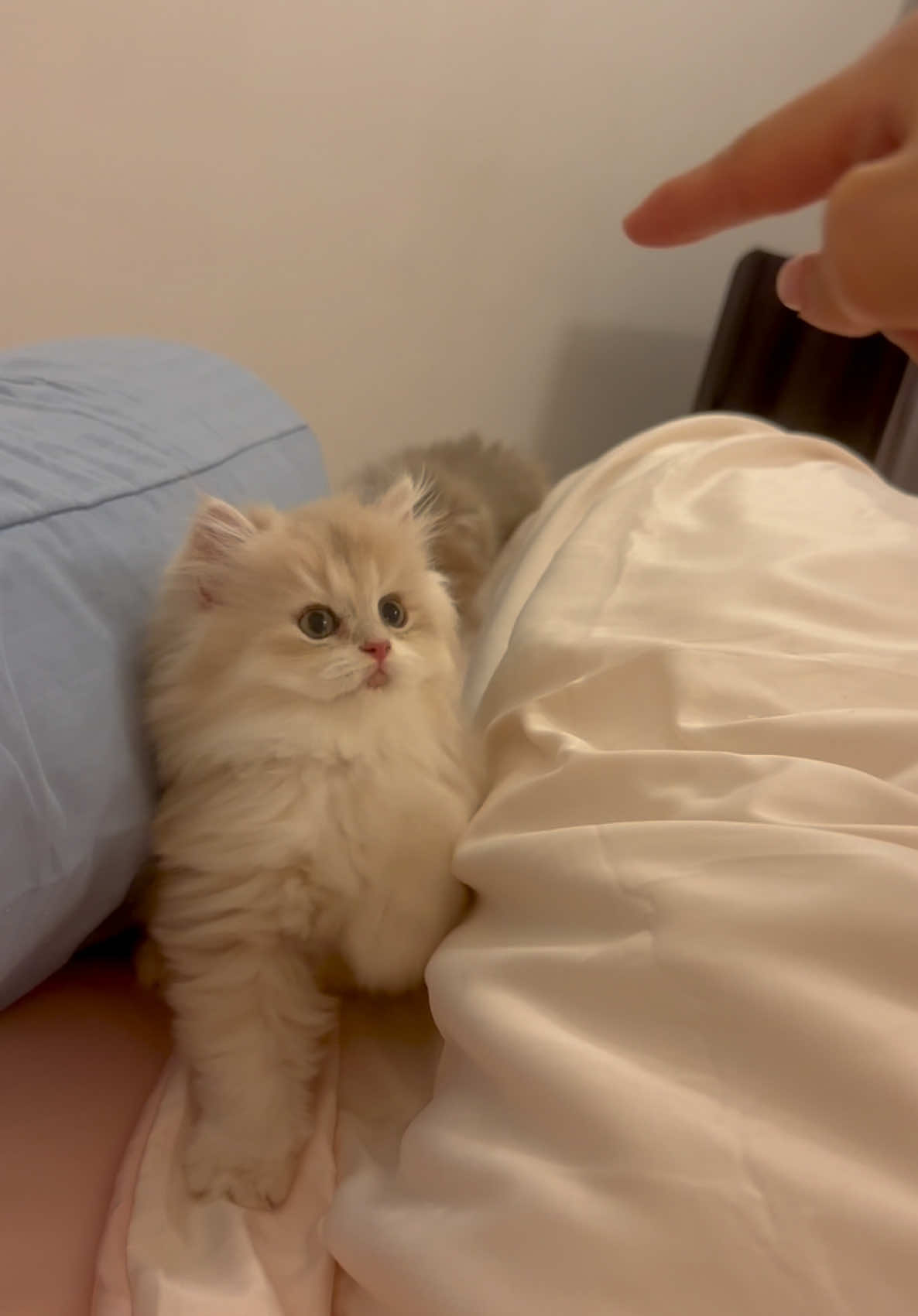 @喵贝贝在大马