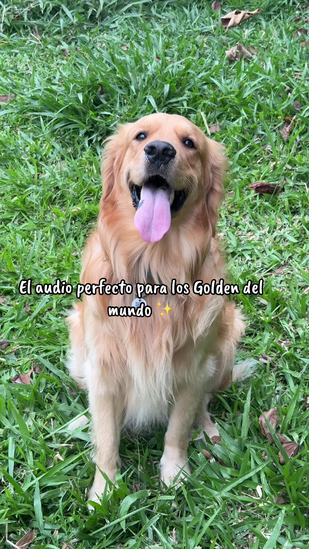 @Soy Milo 🐶