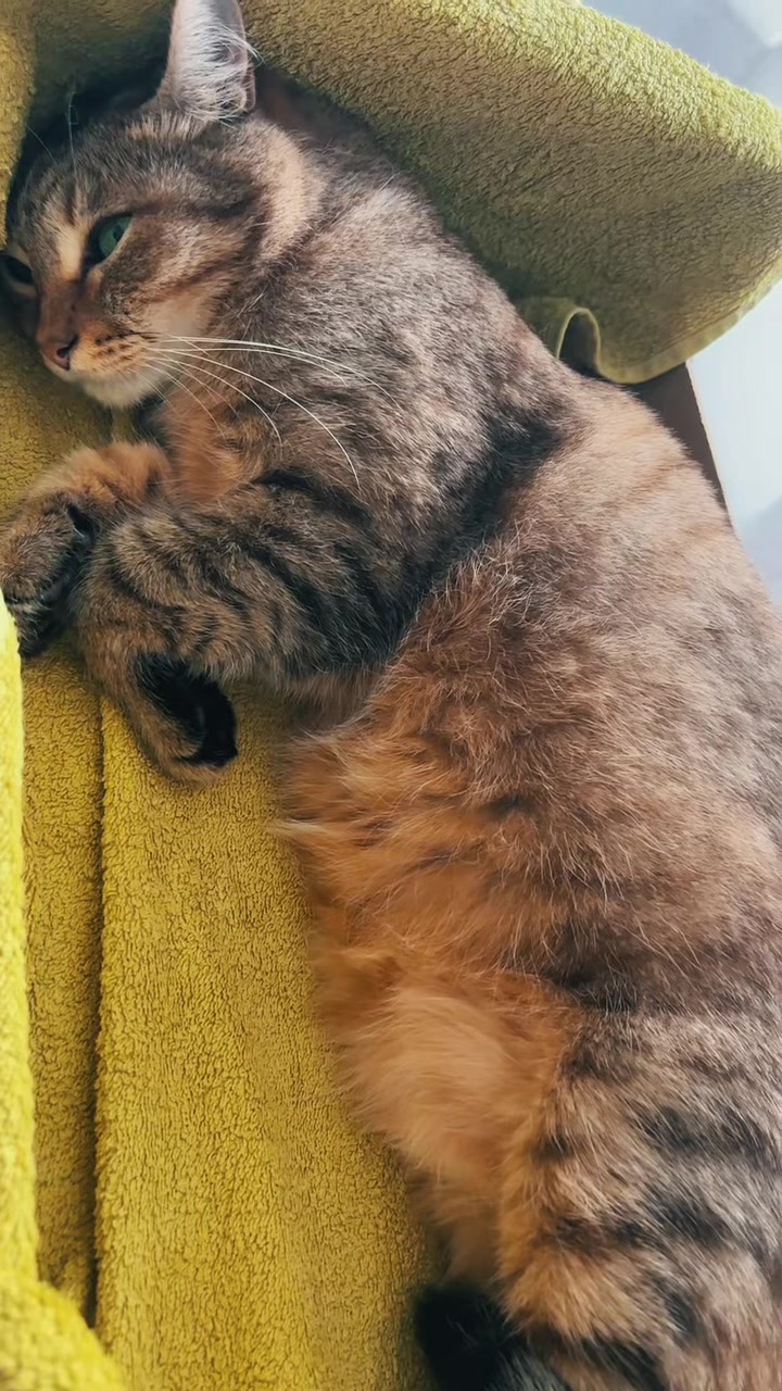@Life with Kokoro the cat