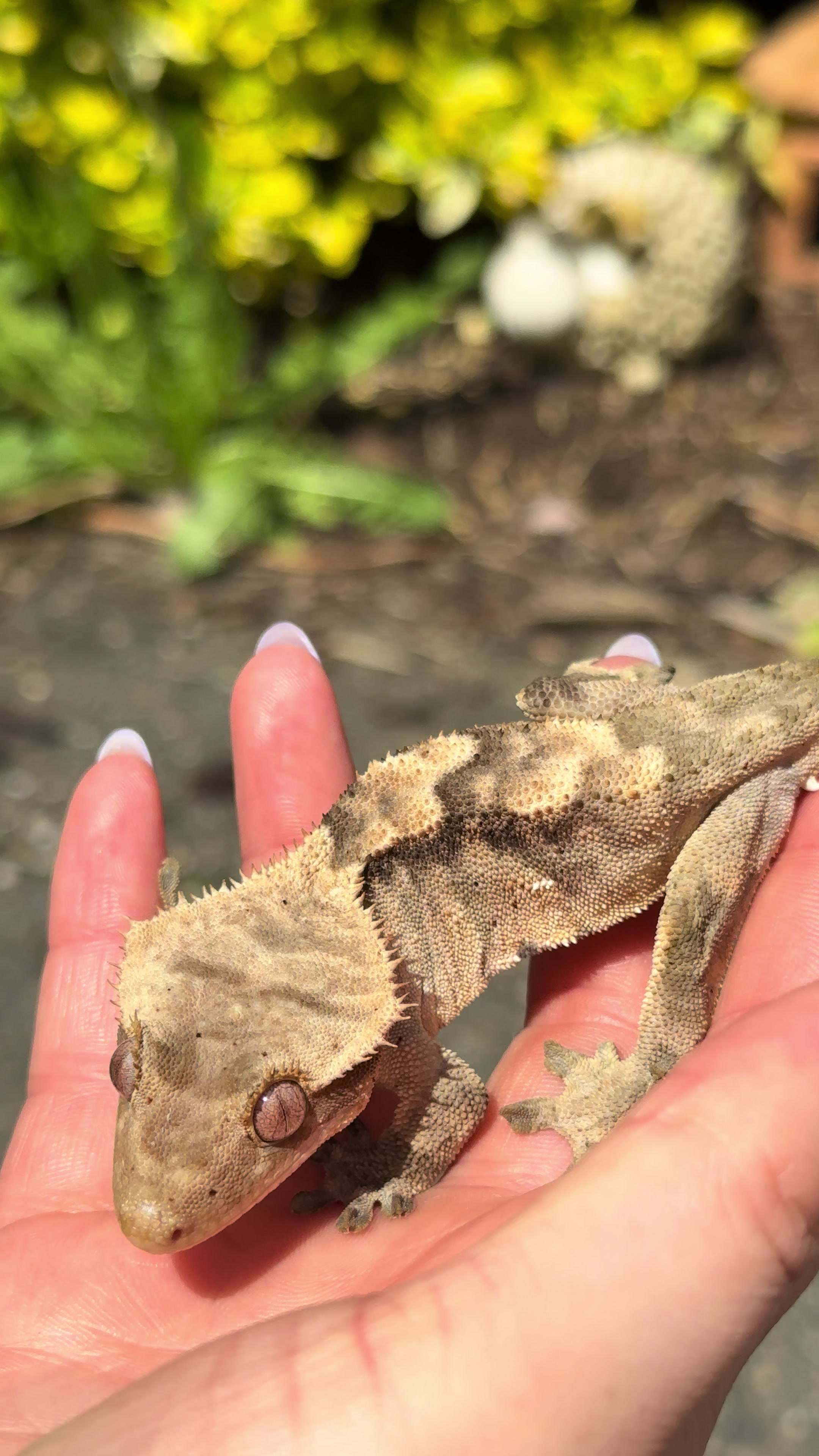 @pawsandcreepycrawlers