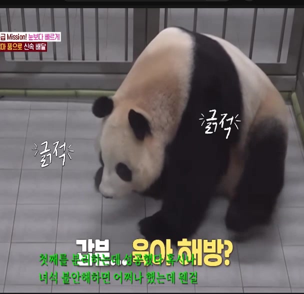 @K-PANDA kim
