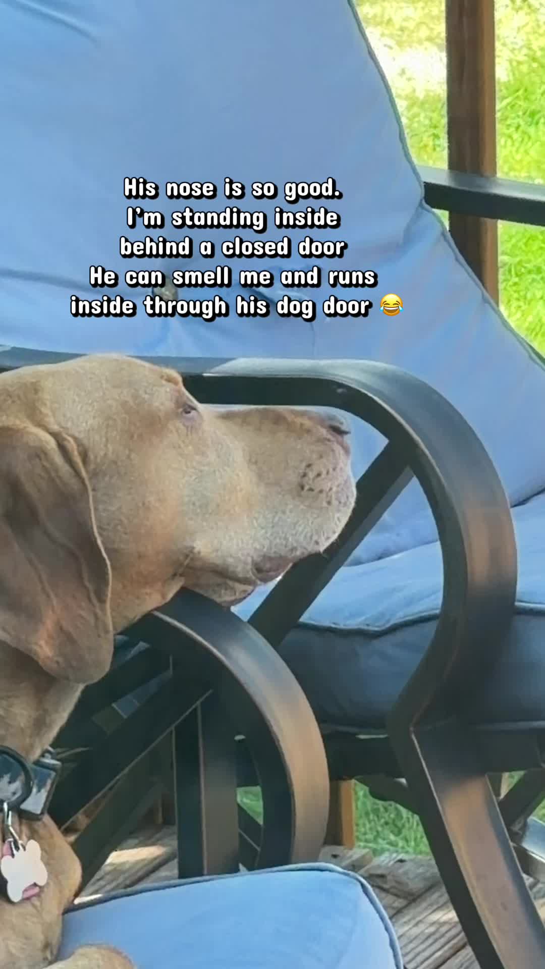@Colorado Springs Dog Walker