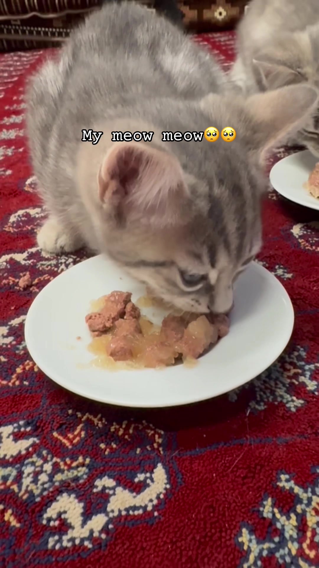 @katze