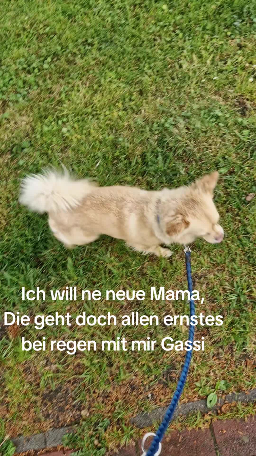 @Katinka, Peach 🐴 und Toffee🐶