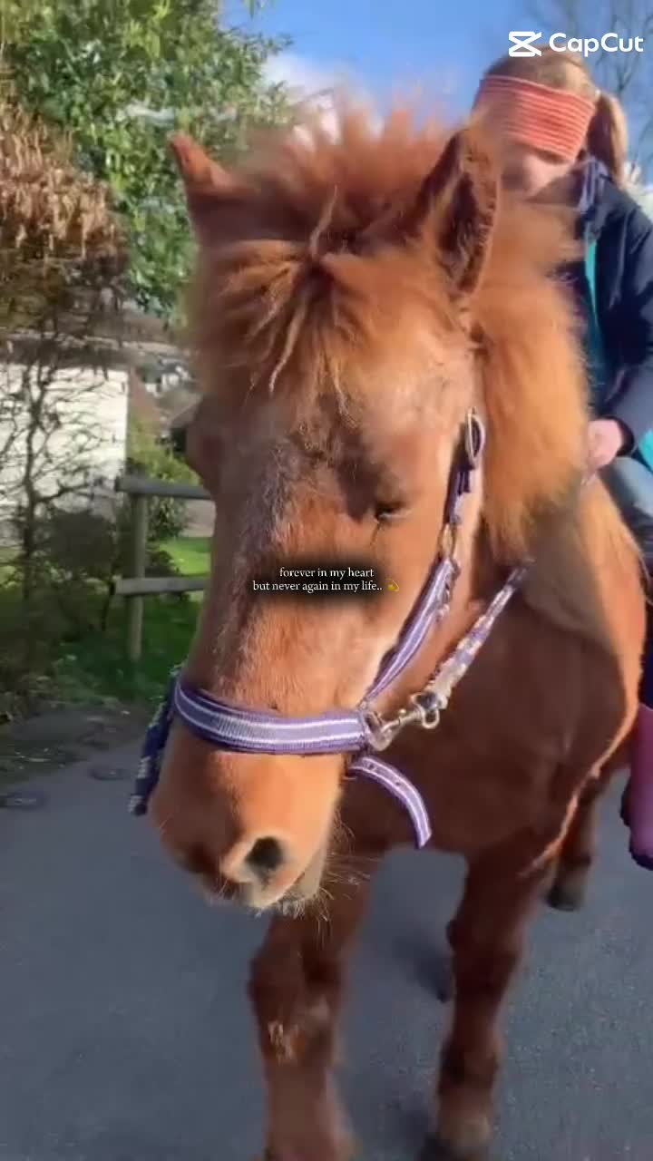 @🐴sophie🐴