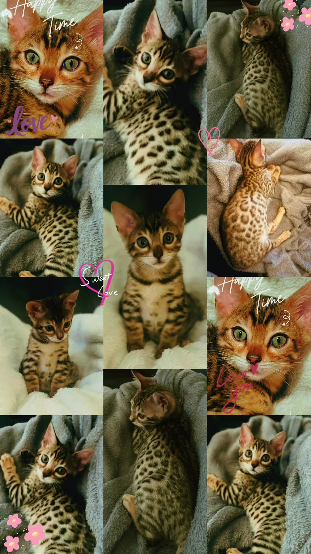 @sweet4bambi♥️Bengalkitten