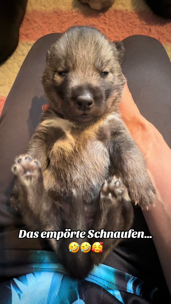 @Lycanis Wolfdog®
