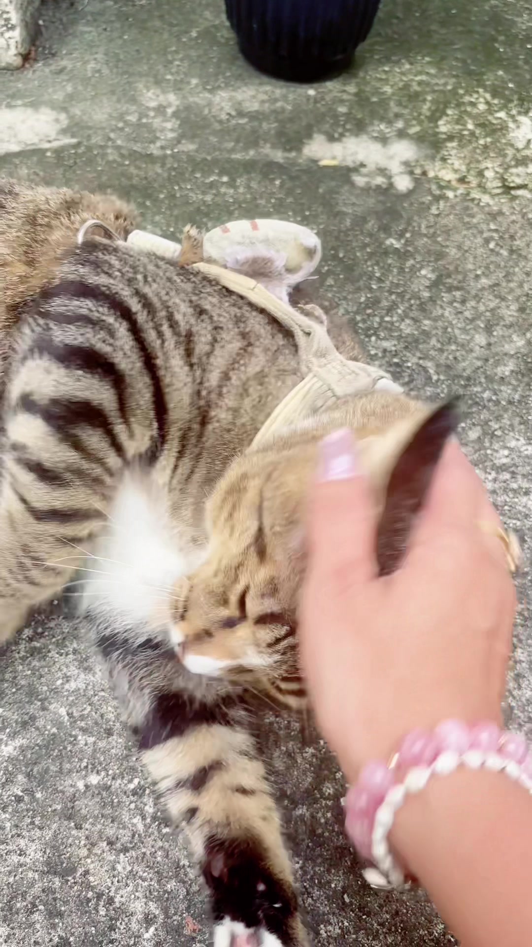 @muchizu