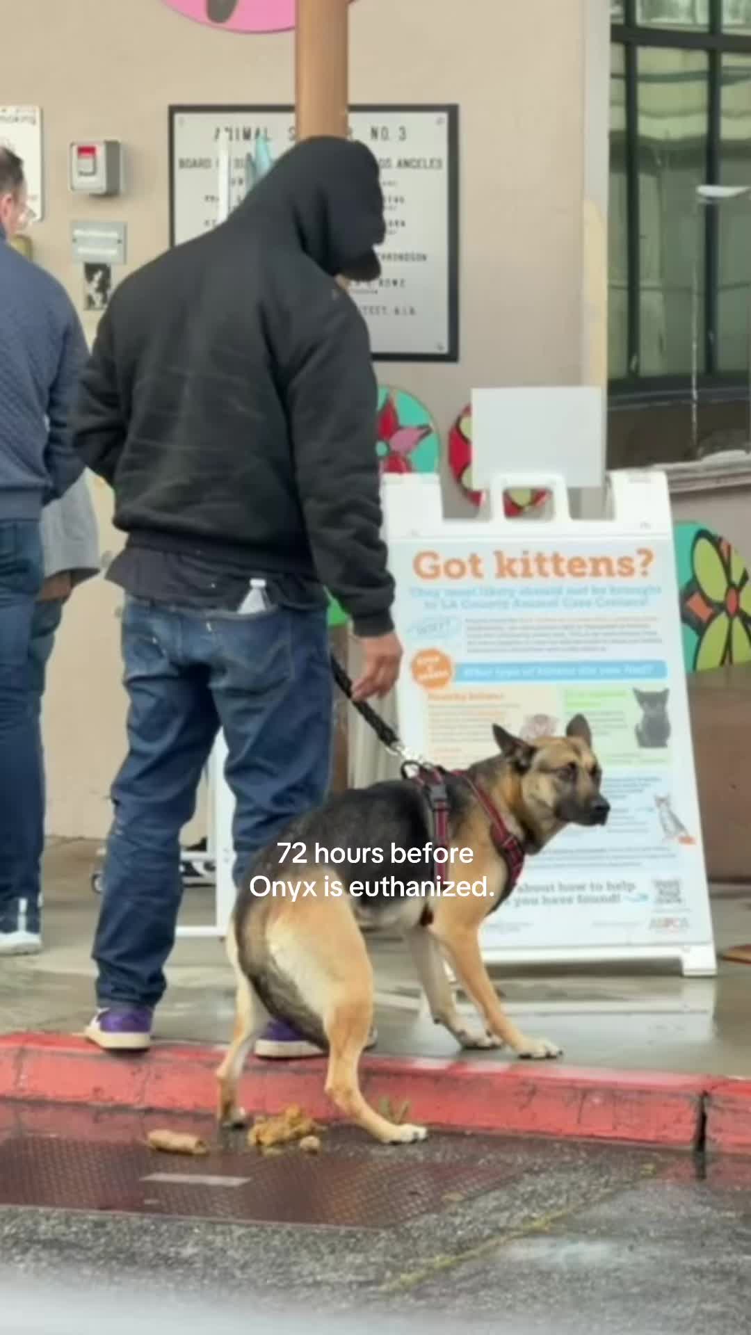 @adoptabledogsofmiami