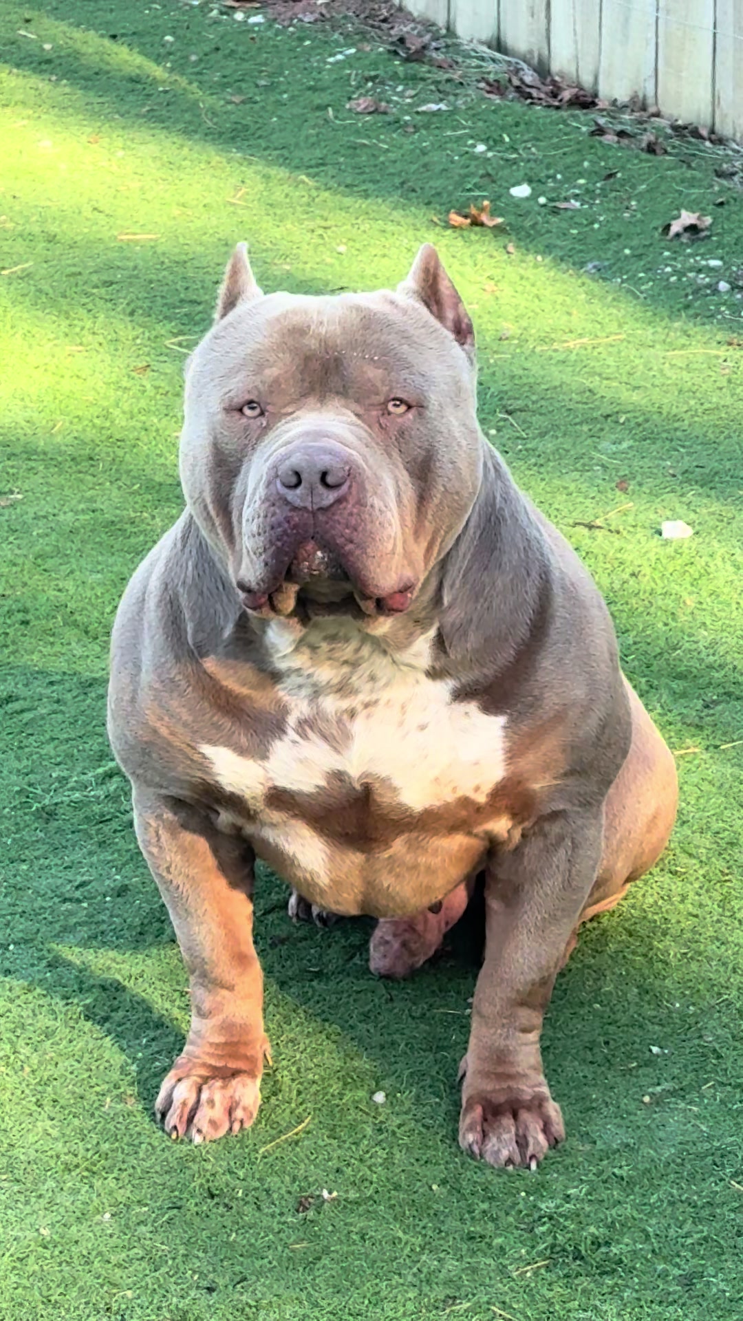 @GatorHeadBullies