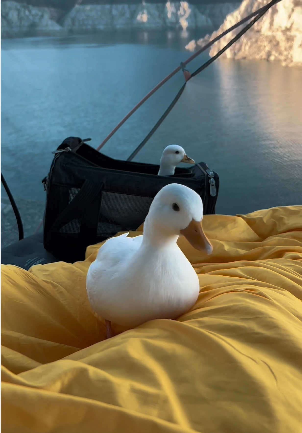 @ducks_in_space🪿🪿💦