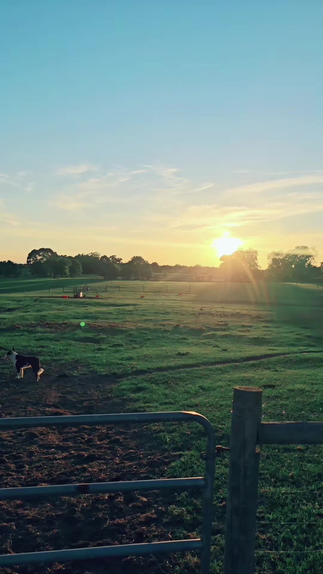 @M.I. CATTLE CO.