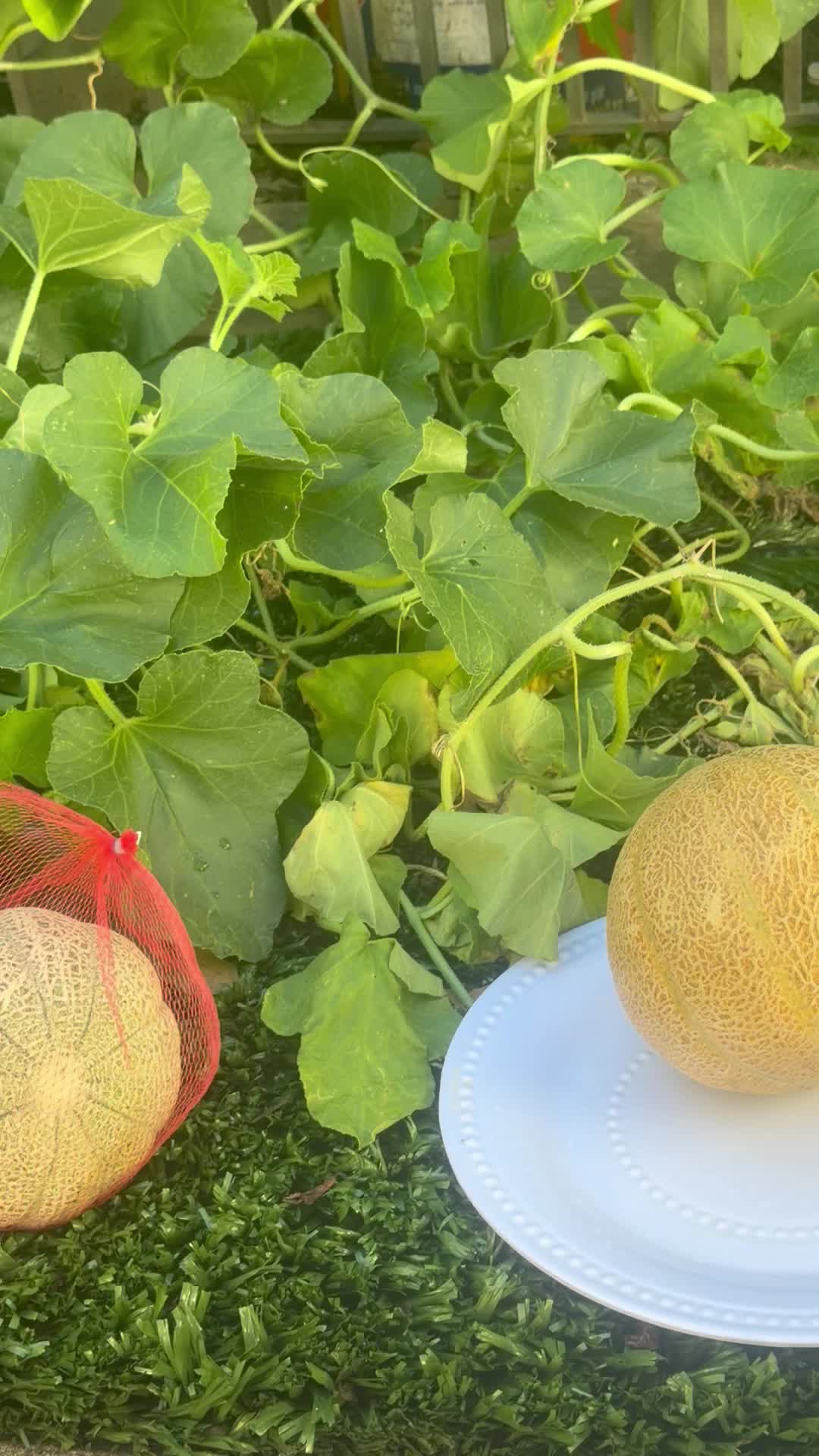 @Gracefully farm land