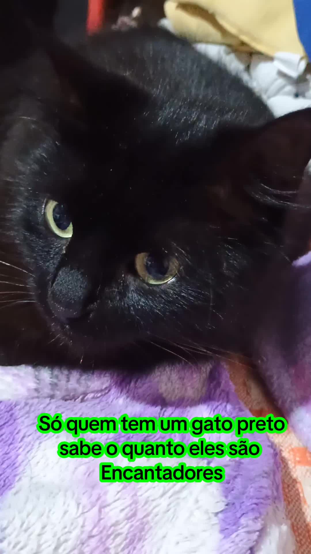 @Amordequatropatas