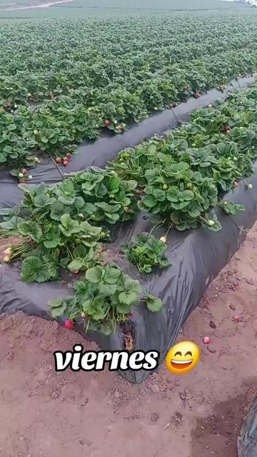 @La Madrina