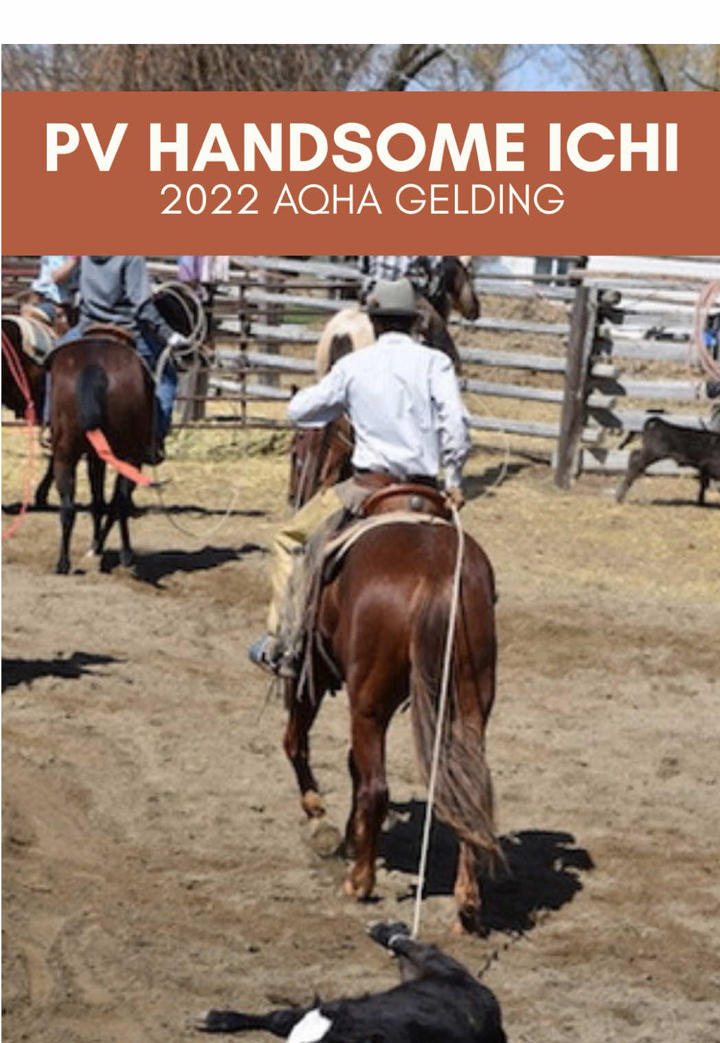 @Big Sky Horse Sales