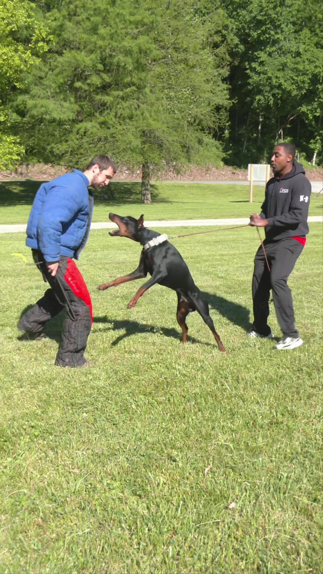 @Protection Dog Sales