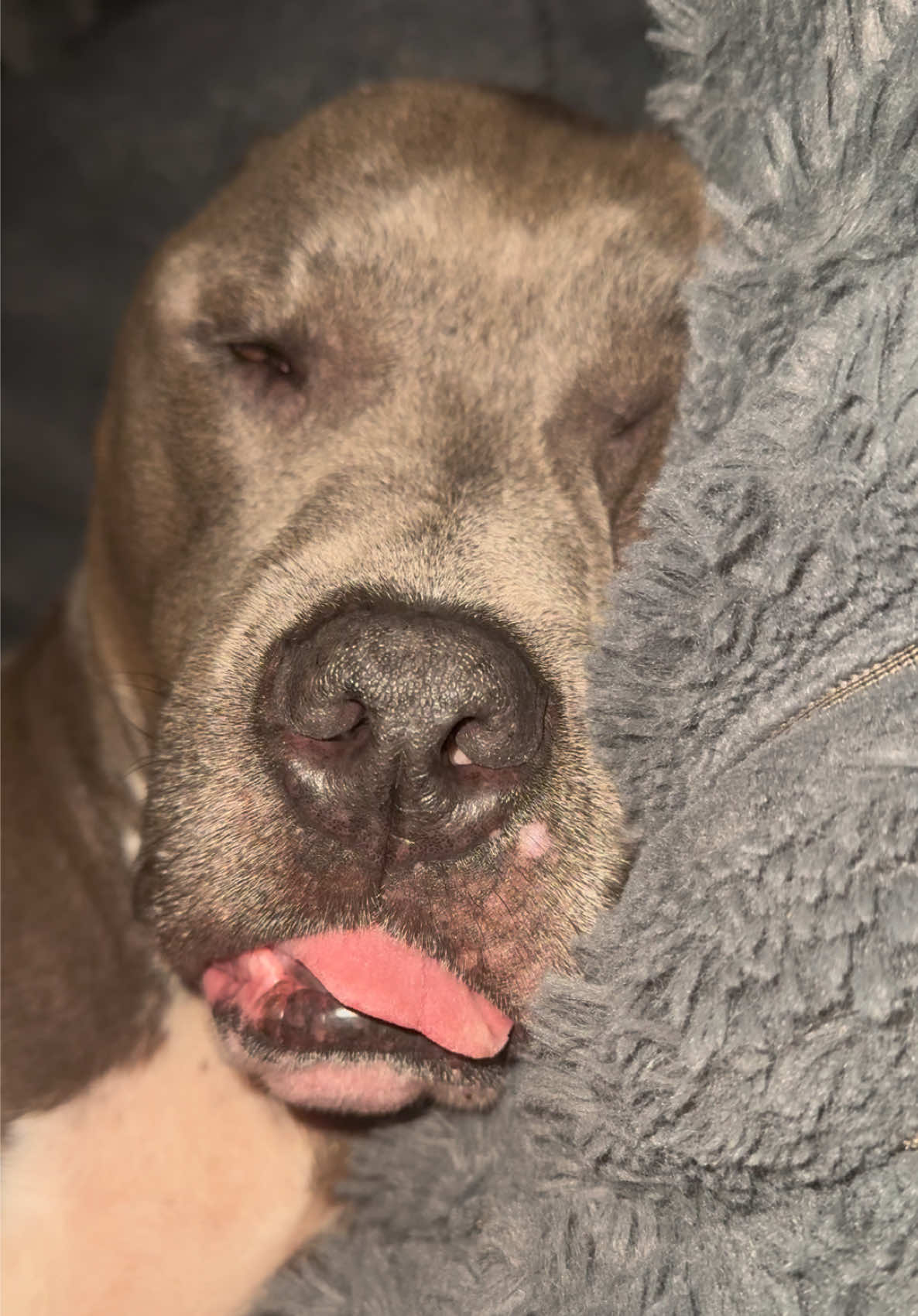 @Pittie Mom