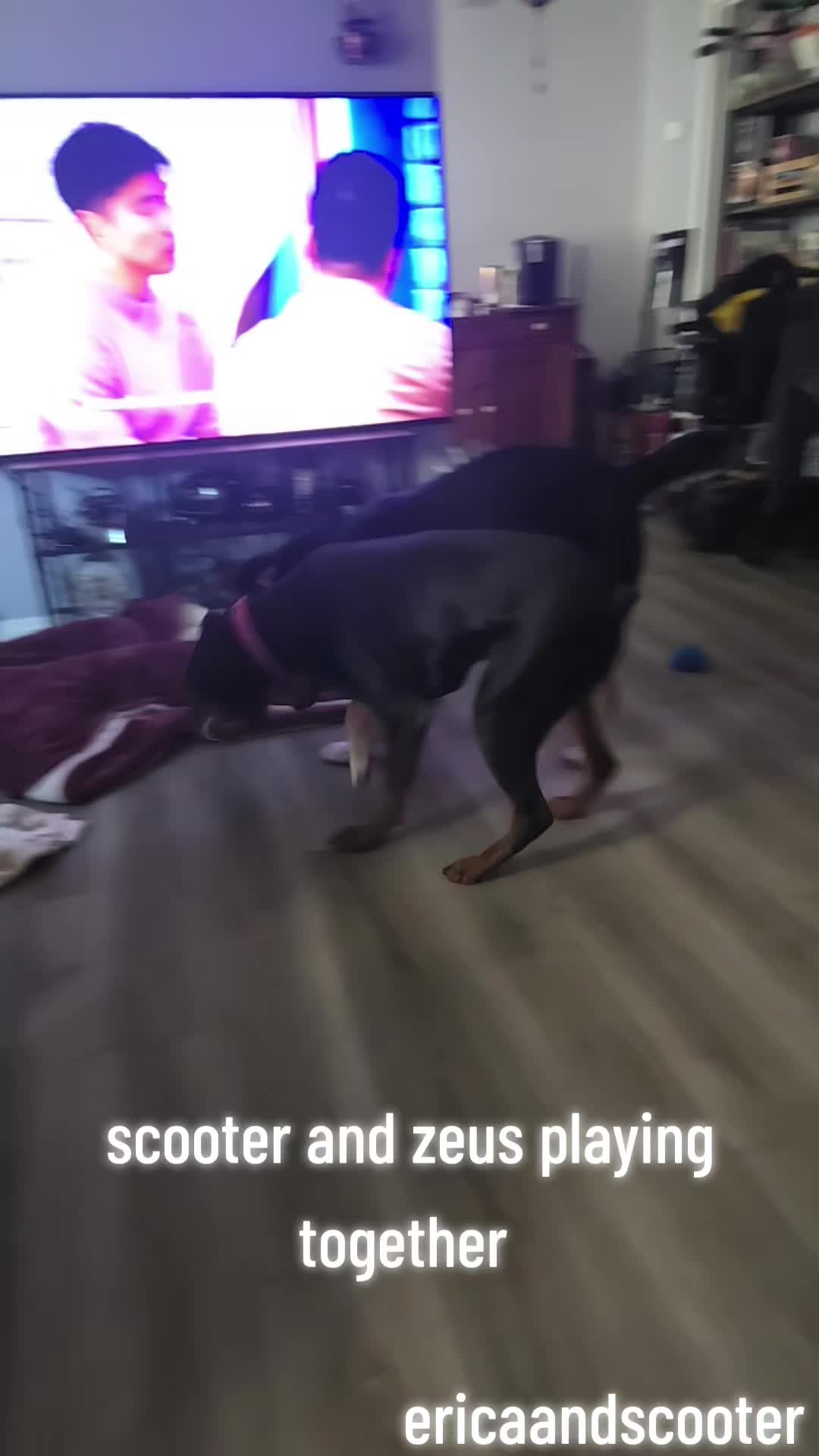 @ericaandscooter