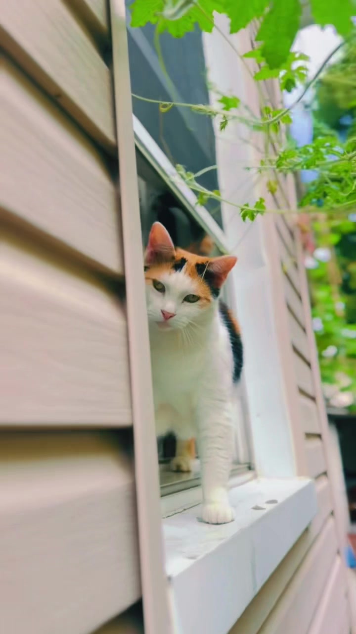 @pantherthecat_ 0711