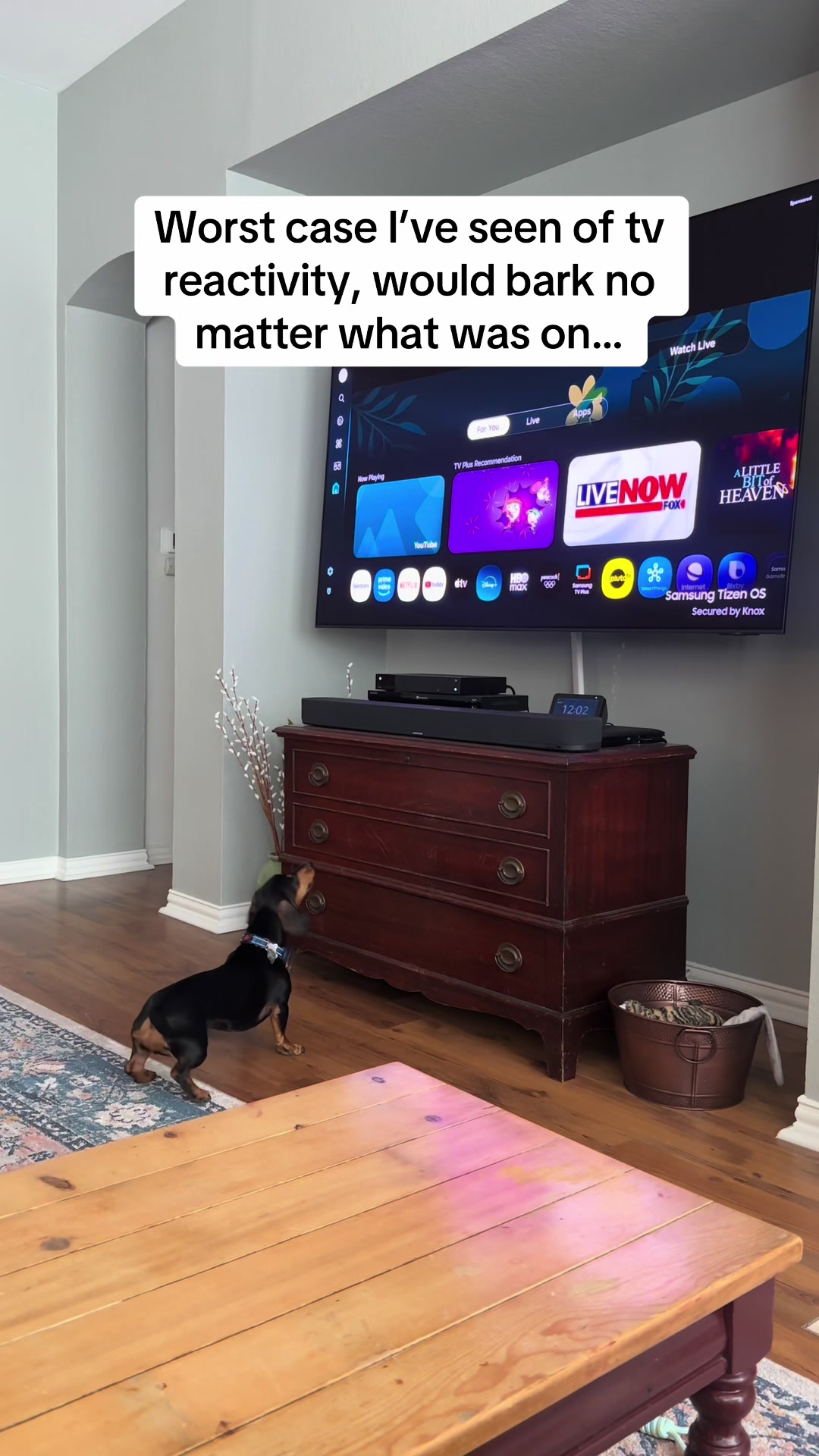 @captivatingk9s