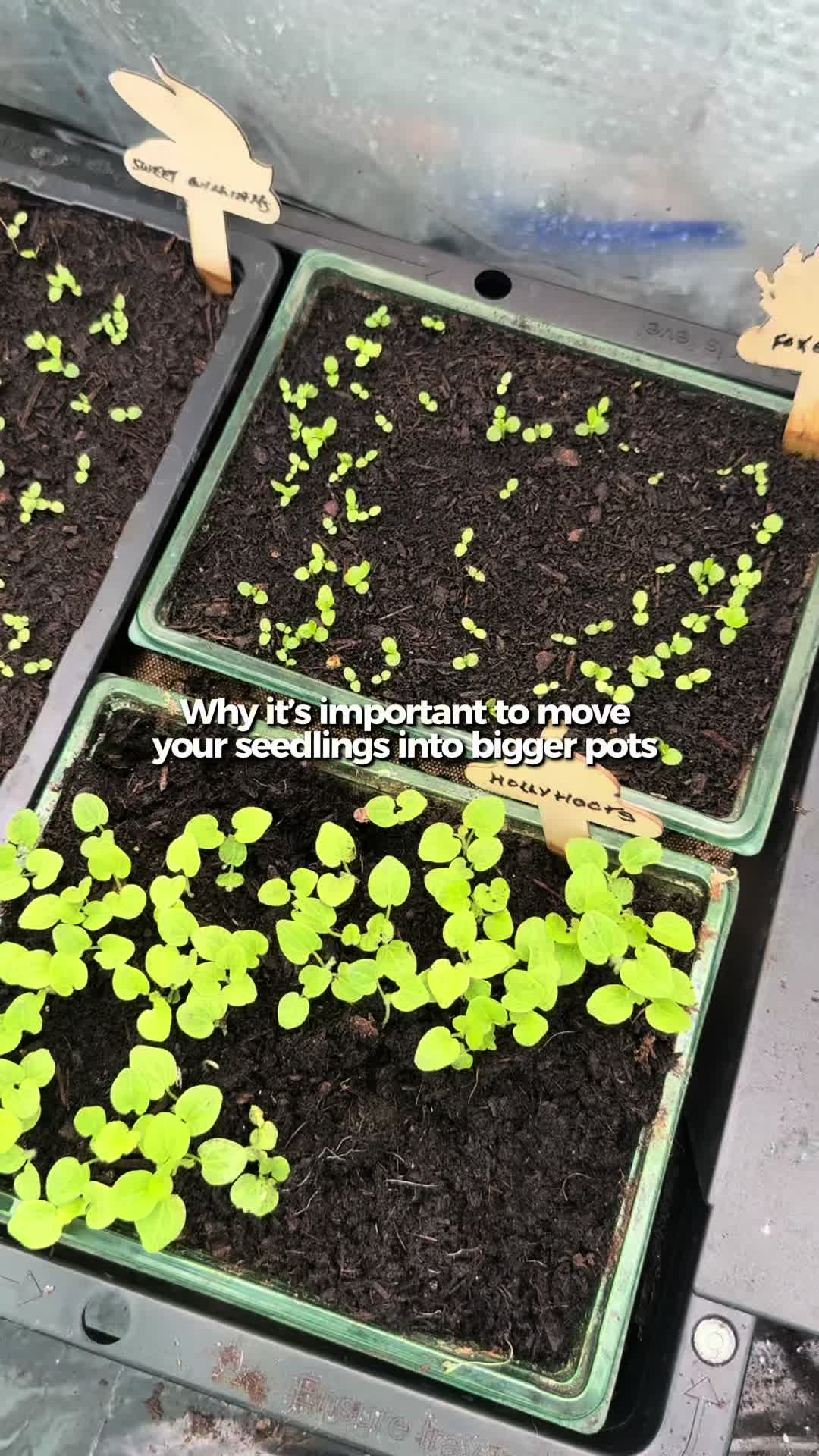 @AllotmentOnline
