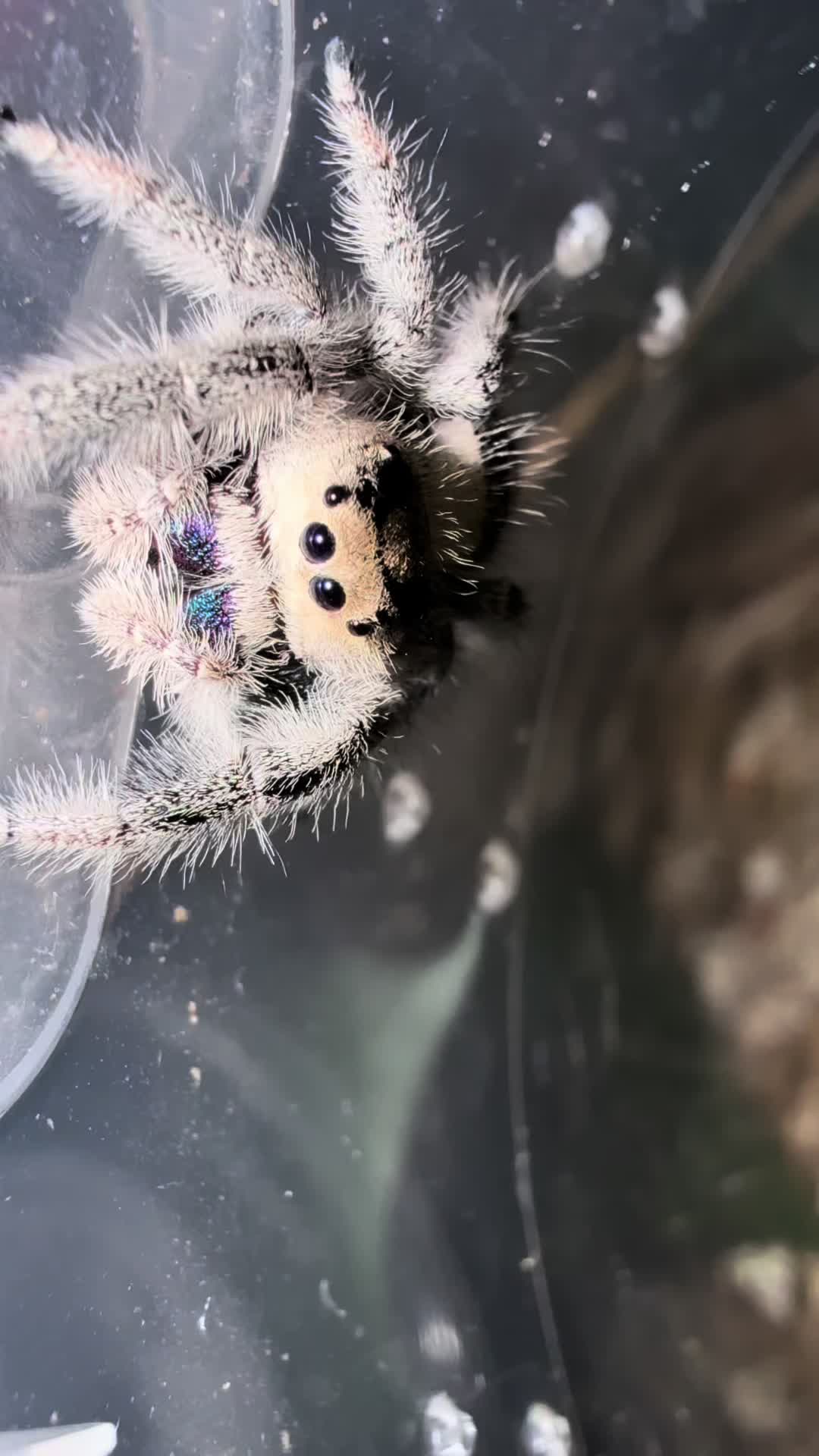 @Home-of-Insects