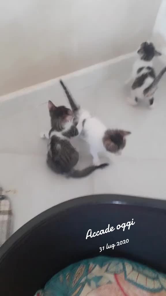 @ninotrovato