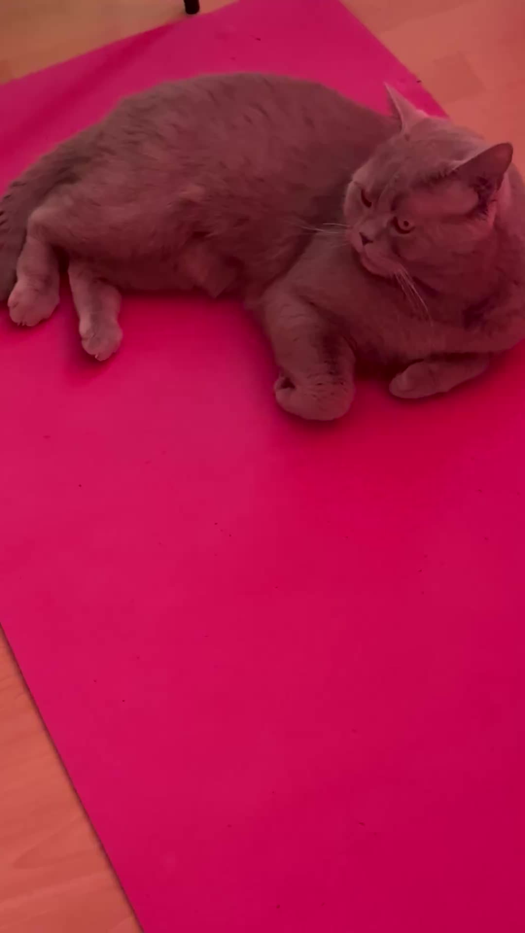 @parisyomama