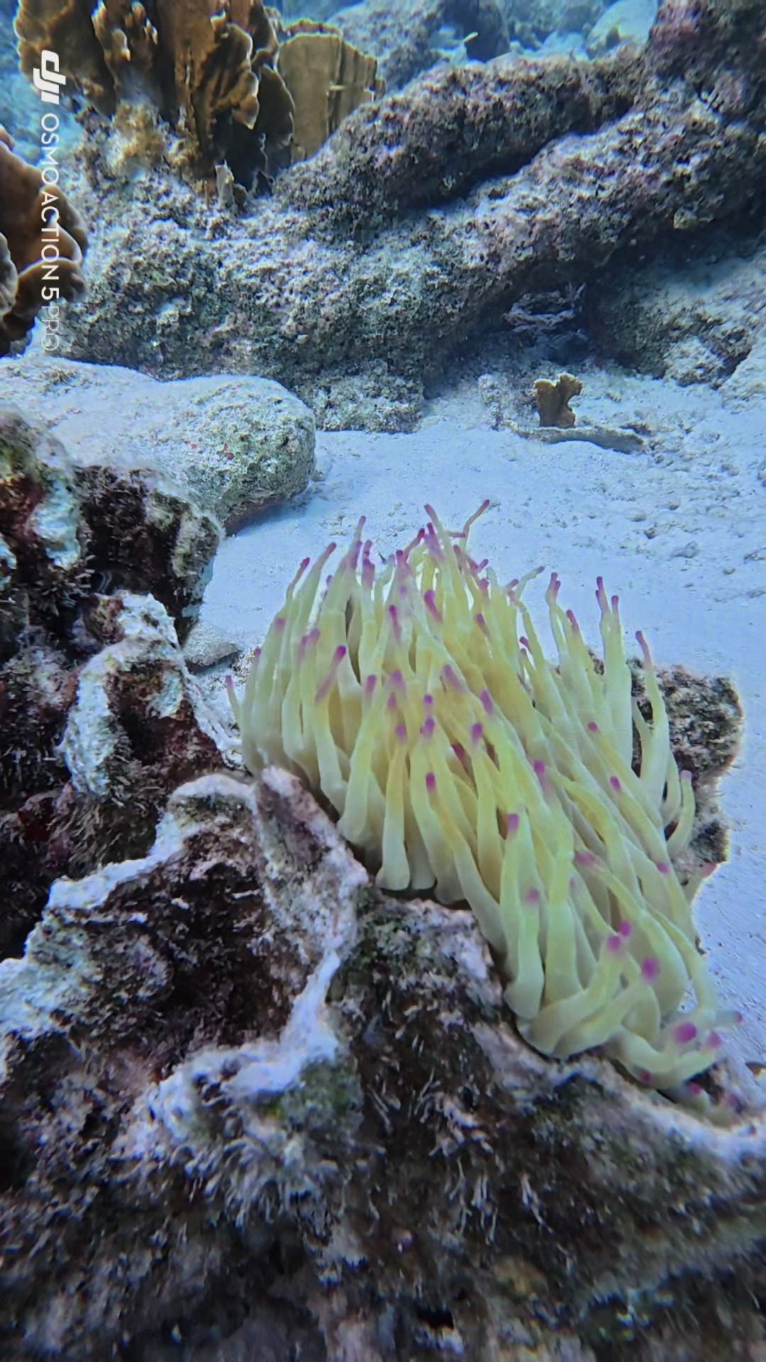 @dolphinsbonaire