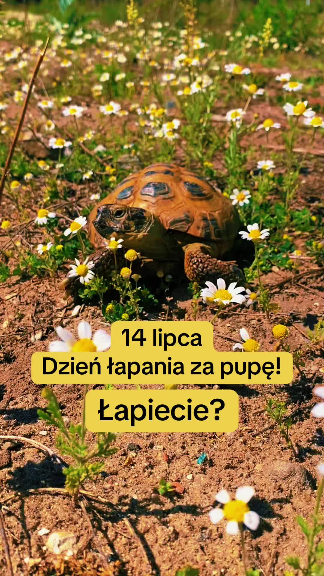 @Ż&oacute;łw Stefan Pierwszy