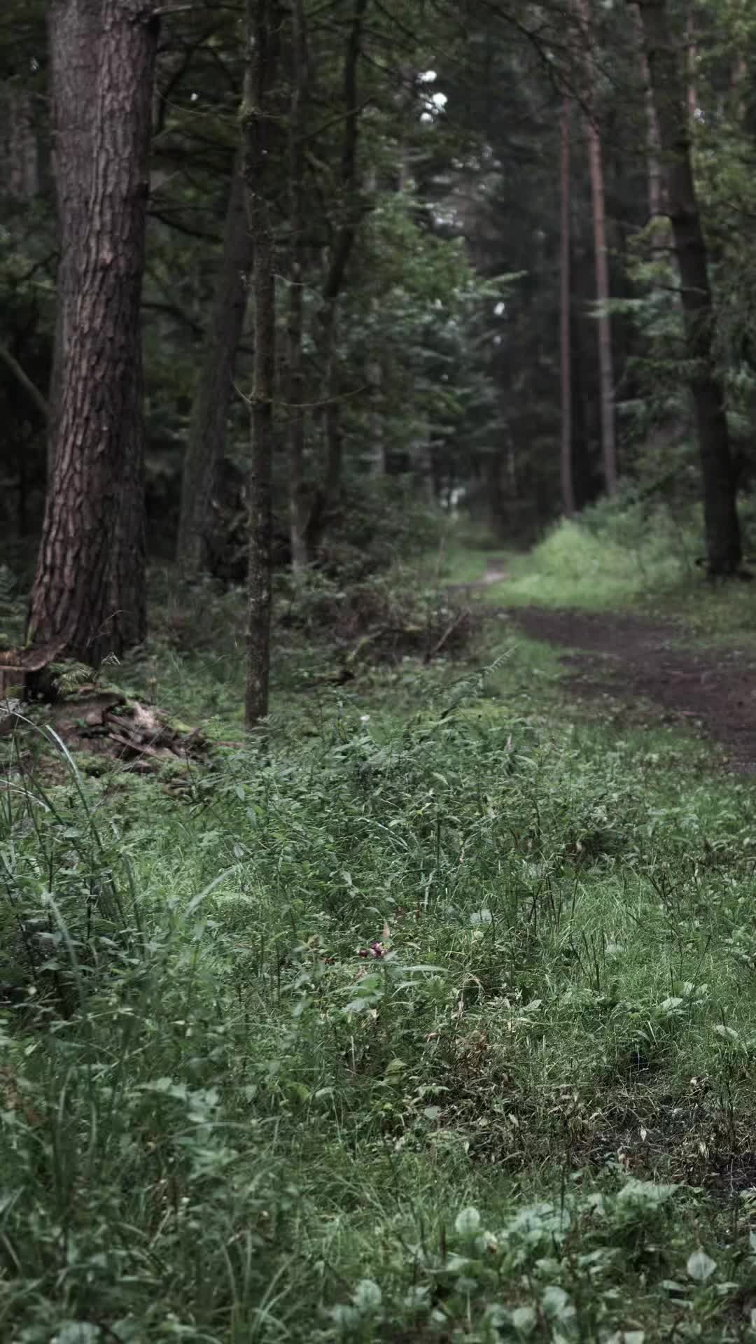@TreeTales