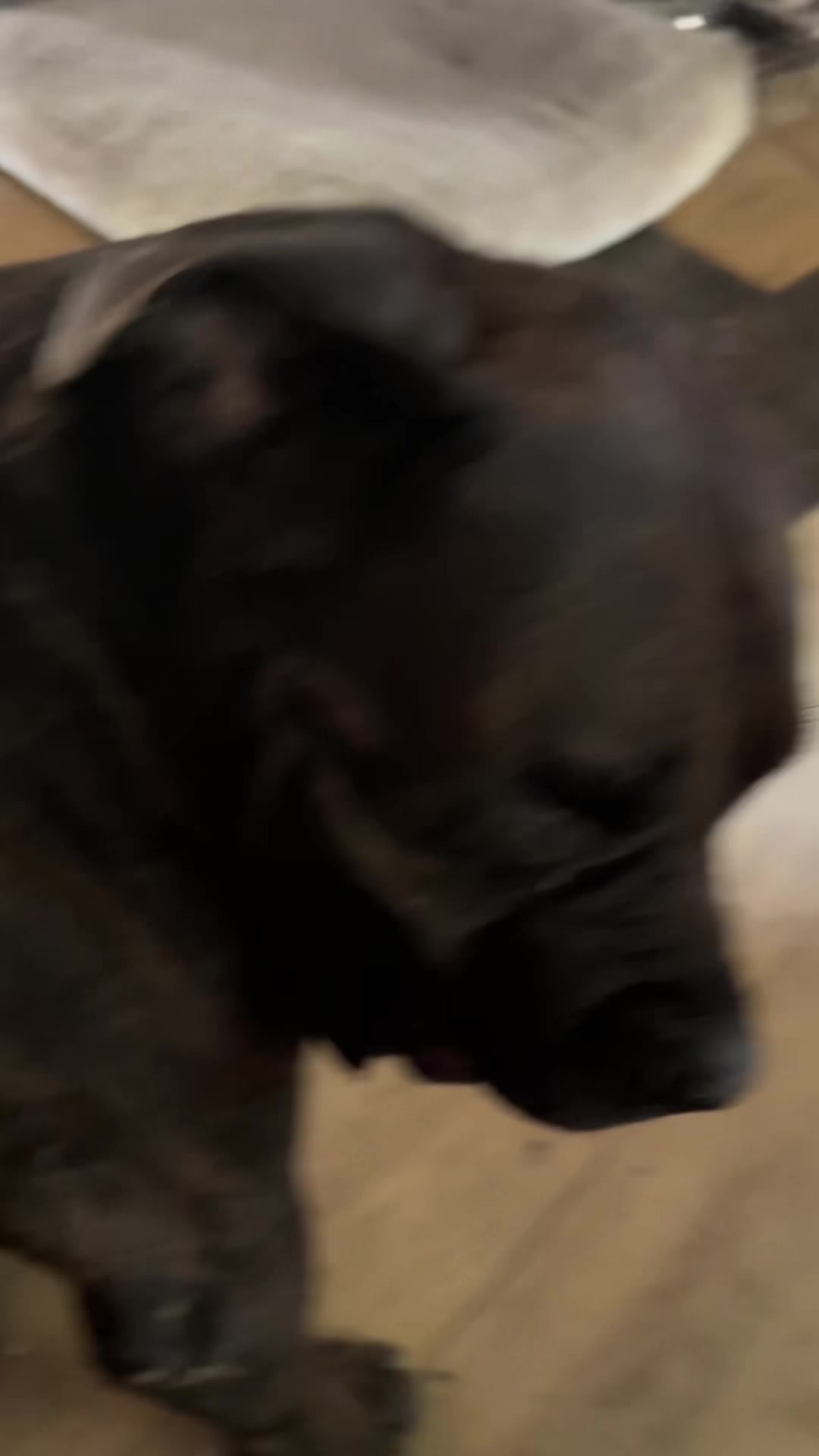 @Bigfoot Boerboels